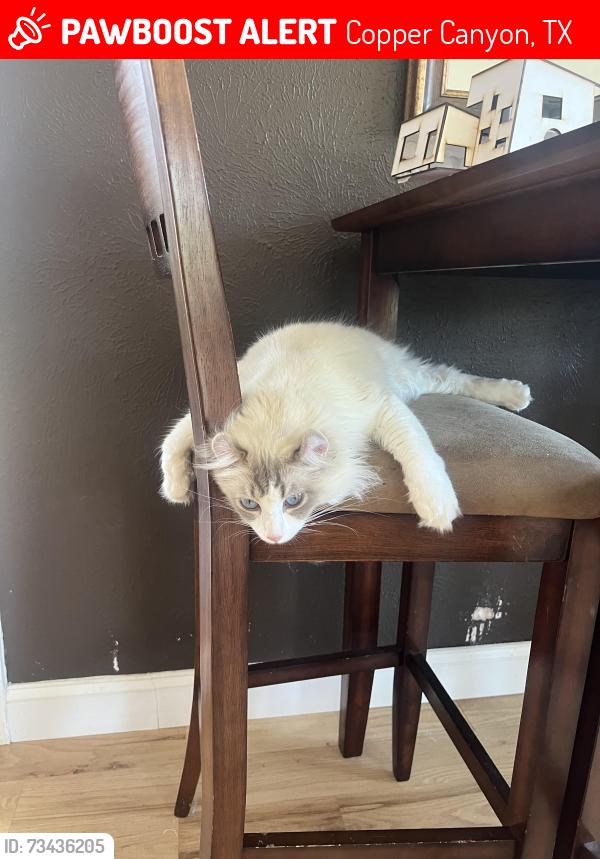 Lost Female Cat last seen Copper canyon, Copper Canyon, TX 75077
