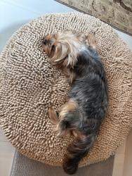 Lost Female Dog last seen Percy Young /Arnold Rd, Livingston Parish, LA 70785