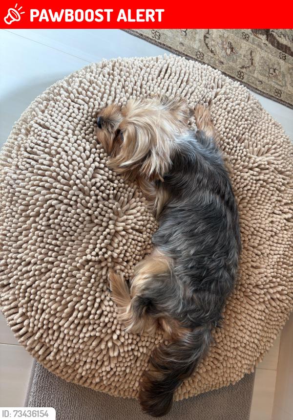 Lost Female Dog last seen Percy Young /Arnold Rd, Livingston Parish, LA 70785
