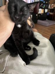 Lost Female Cat last seen Panorama, Valwood, Fullerton, CA 92831