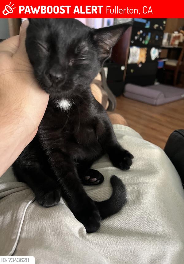Lost Female Cat last seen Panorama, Valwood, Fullerton, CA 92831