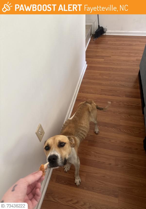 Found/Stray Male Dog last seen Prestige blvd, Fayetteville, NC 28314