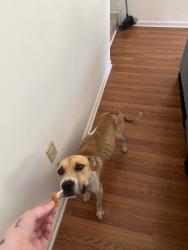 Found/Stray Male Dog last seen Prestige blvd, Fayetteville, NC 28314