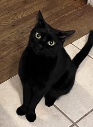 Reunited Female Cat last seen Alley St.Leonards Church 3300 Wesley, Berwyn, IL 60402