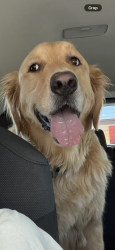 Lost Male Dog last seen Near S Monte Cristo Way, Las Vegas, NV 89117