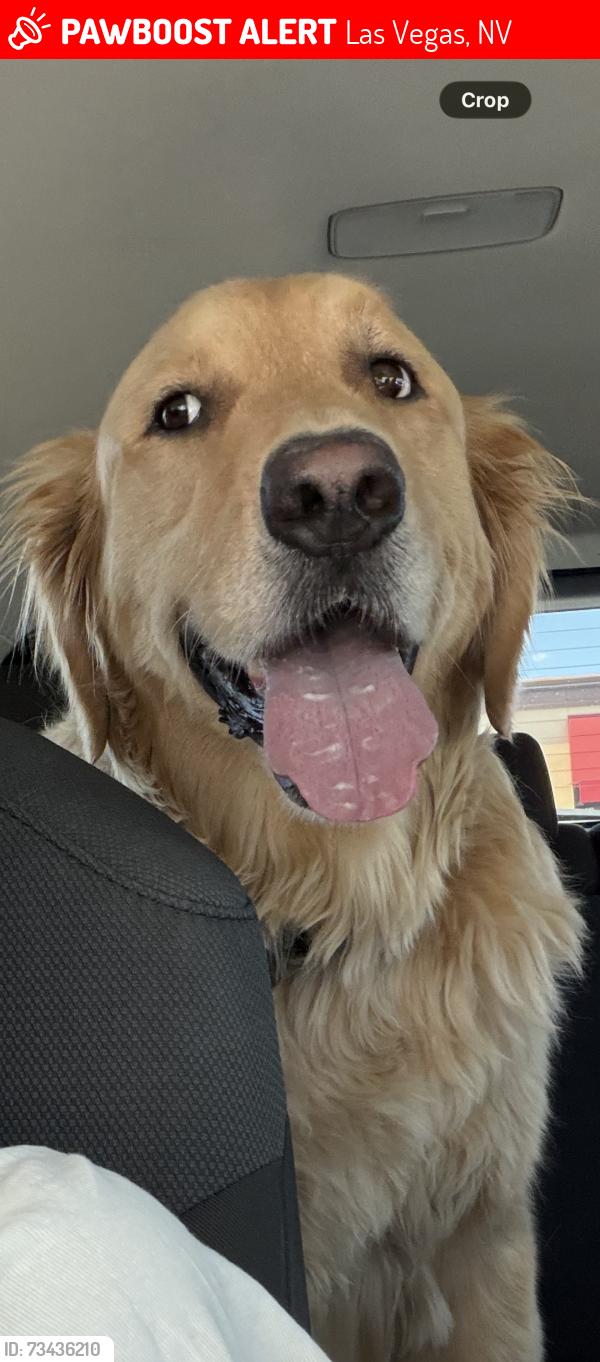 Lost Male Dog last seen Near S Monte Cristo Way, Las Vegas, NV 89117