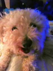 Lost Male Dog last seen Puente fransquito, Baldwin Park, CA 91790