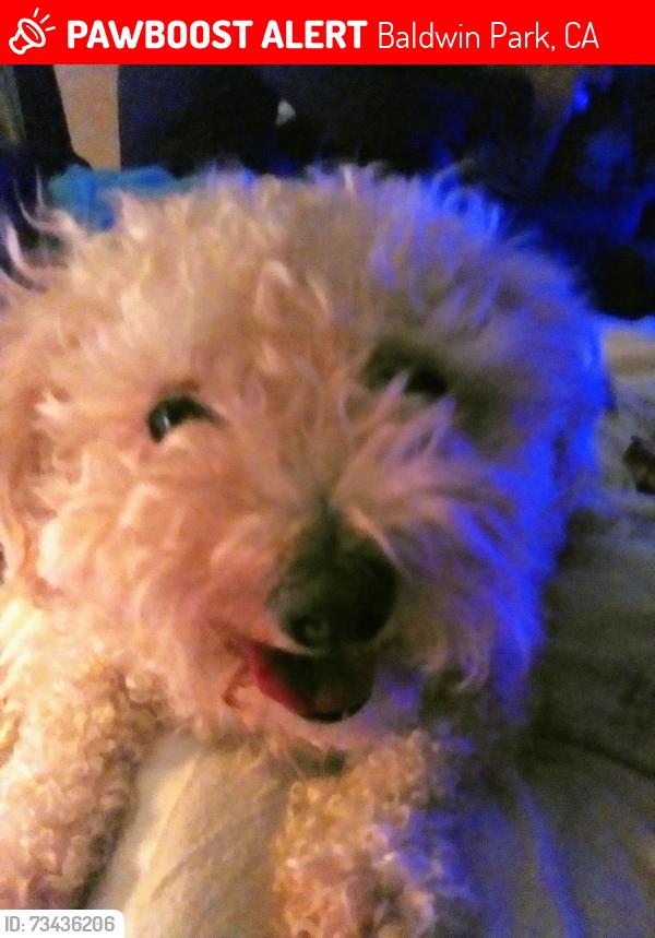Lost Male Dog last seen Puente fransquito, Baldwin Park, CA 91790