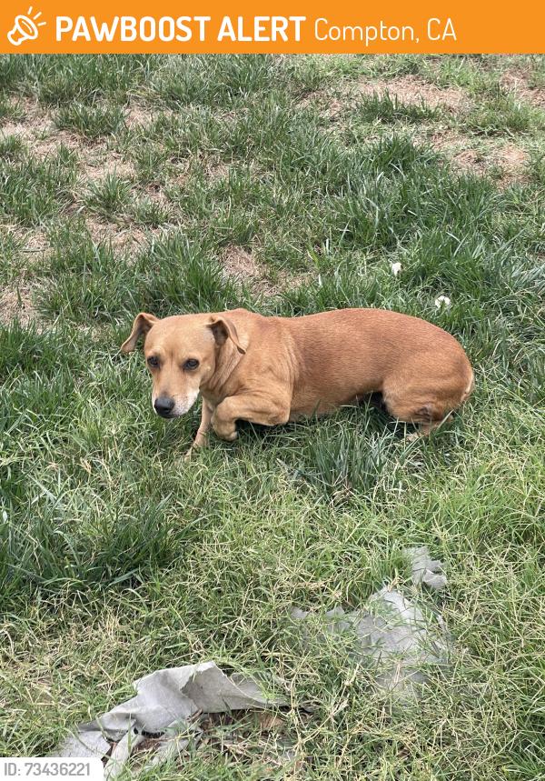 Found/Stray Female Dog last seen Parmelee and 133rd, Compton, CA 90222
