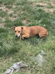Found/Stray Female Dog last seen Parmelee and 133rd, Compton, CA 90222