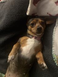 Reunited Female Dog last seen 22ND ave Stockton Blvd, Sacramento, CA 95820