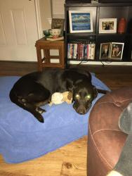 Lost Female Dog last seen Mustang creek neighborhood, Hutto, TX 78634