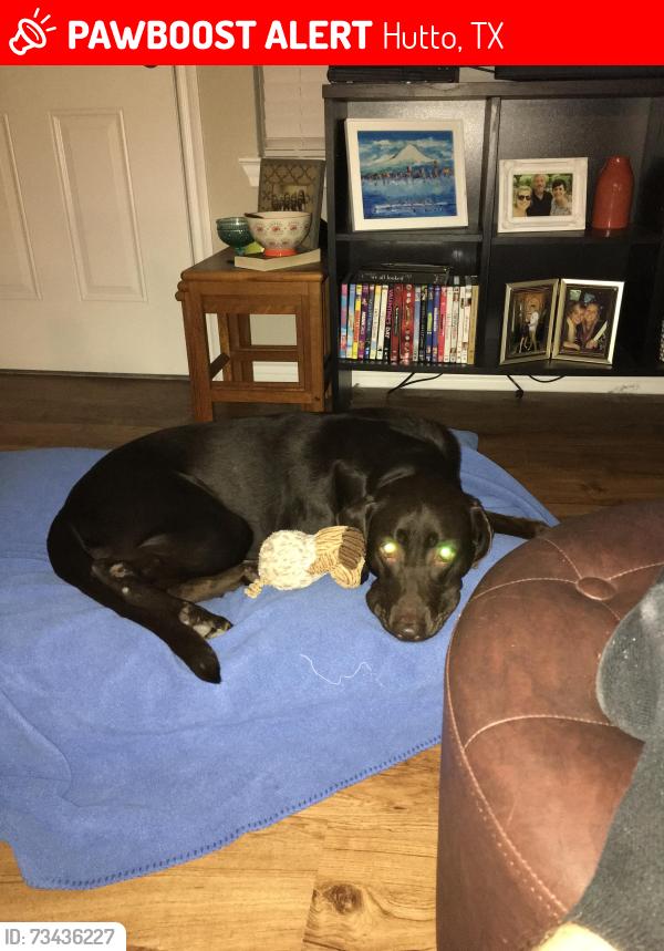 Lost Female Dog last seen Mustang creek neighborhood, Hutto, TX 78634