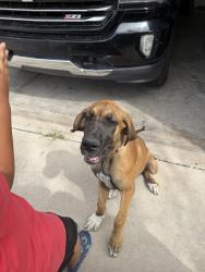 Found/Stray Female Dog last seen 98th tower, Albuquerque, NM 87121