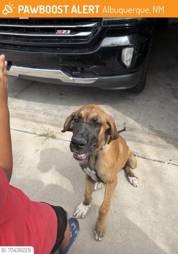 Found/Stray Female Dog last seen 98th tower, Albuquerque, NM 87121