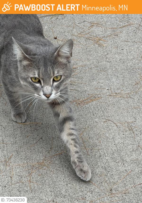 Found/Stray Male Cat last seen Benjamin st NE, Minneapolis, MN 55418