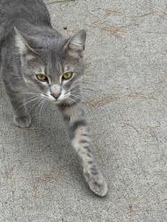 Found/Stray Male Cat last seen Benjamin st NE, Minneapolis, MN 55418