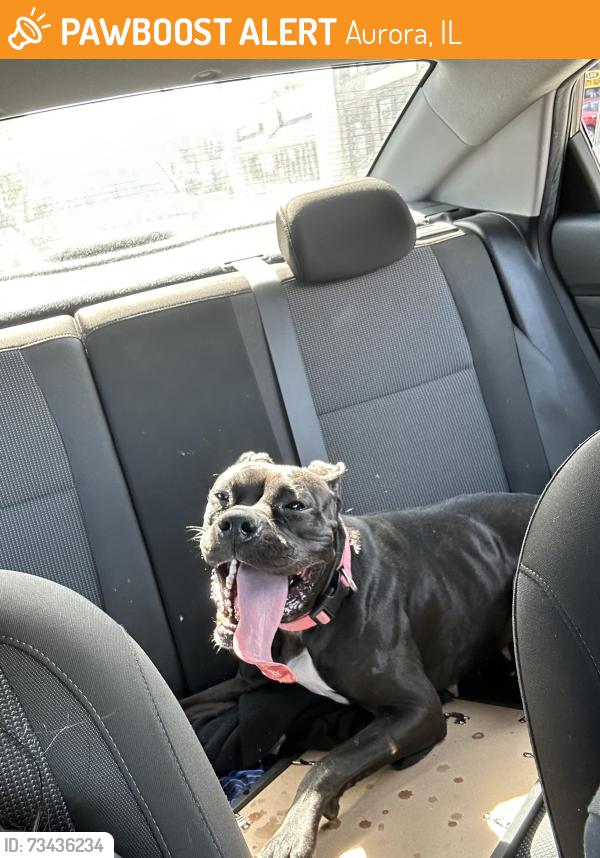 Found/Stray Female Dog last seen Downtown Aurora, Aurora, IL 60506