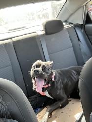 Found/Stray Female Dog last seen Downtown Aurora, Aurora, IL 60506