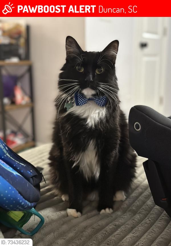 Lost Male Cat last seen Near wagon trl, Duncan, SC 29334