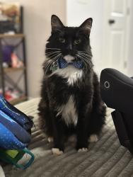 Lost Male Cat last seen Near wagon trl, Duncan, SC 29334