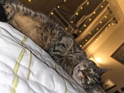 Lost Female Cat last seen Near Forbus hill apmts, Poughkeepsie, NY 12601