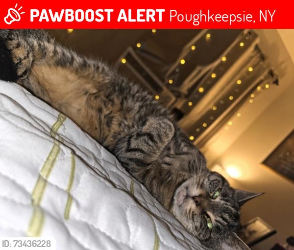 Lost Female Cat last seen Near Forbus hill apmts, Poughkeepsie, NY 12601
