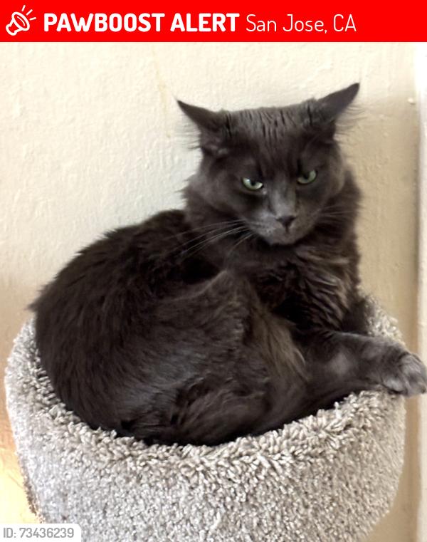 Lost Male Cat last seen Alum Rock/ Alexander, San Jose, CA 95116
