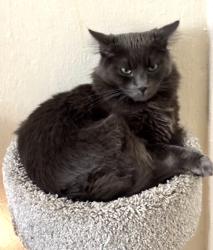 Lost Male Cat last seen Alum Rock/ Alexander, San Jose, CA 95116