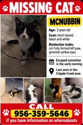 Reunited Male Cat last seen Cripple creek, Alamo, TX 78516