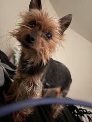 Lost Male Dog last seen Greenhouse, Katy, TX 77449