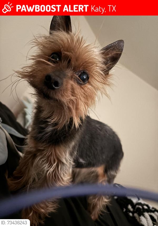 Lost Male Dog last seen Greenhouse, Katy, TX 77449