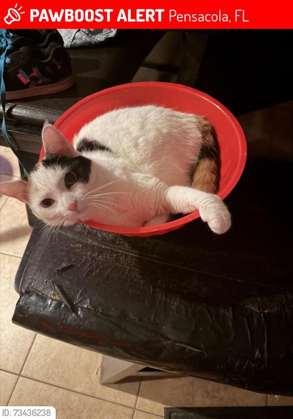 Lost Female Cat last seen Frankreeder and Beulah rd, Pensacola, FL 32526
