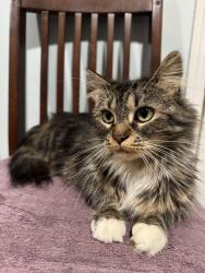 Lost Female Cat last seen Kingsbury st & Shepards st, Worcester, MA 01610