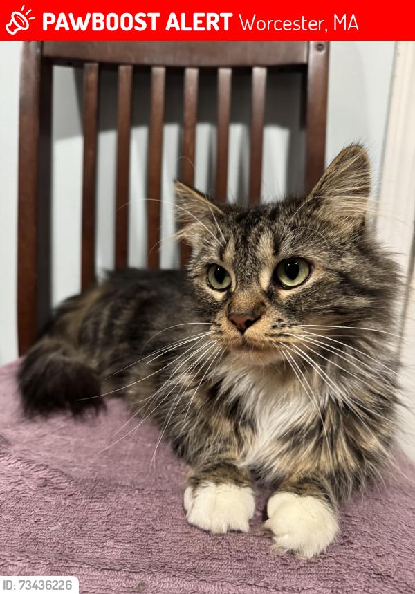 Lost Female Cat last seen Kingsbury st & Shepards st, Worcester, MA 01610