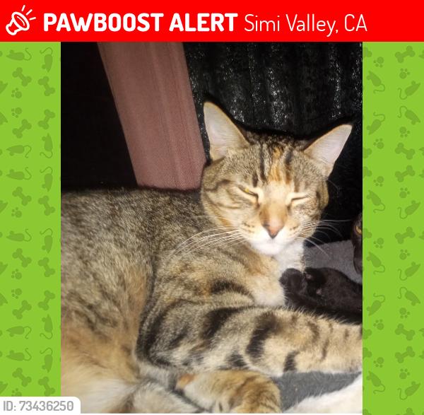Lost Female Cat last seen Royal & Sycamore, Simi Valley, CA 93065