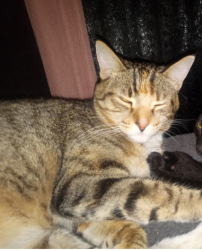 Lost Female Cat last seen Royal & Sycamore, Simi Valley, CA 93065