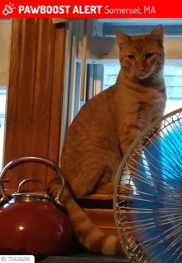 Lost Male Cat last seen Lafayette St & Arnold St, Somerset, MA 02726