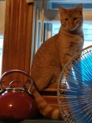 Lost Male Cat last seen Lafayette St & Arnold St, Somerset, MA 02726