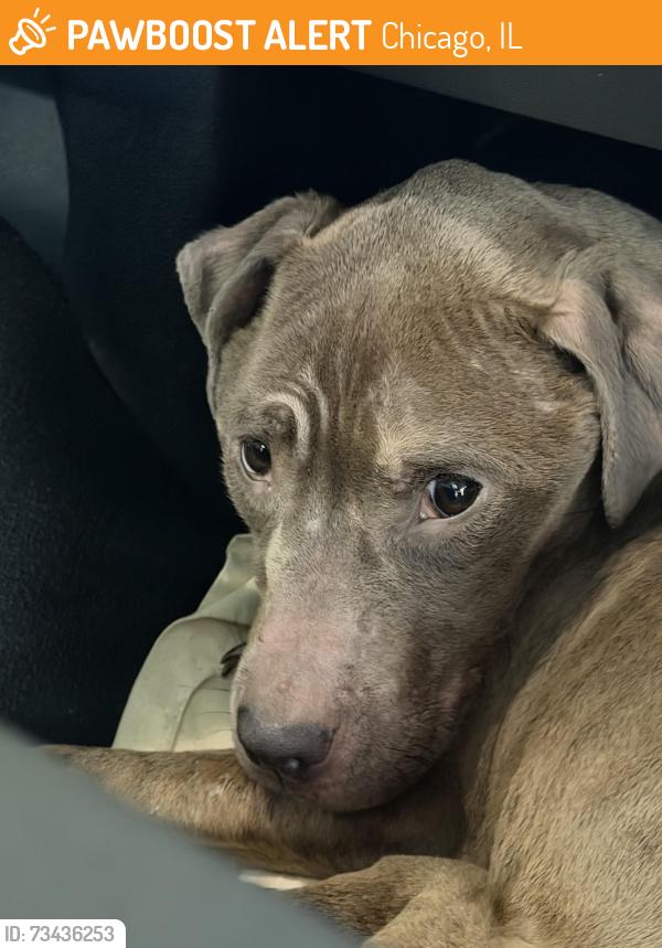 Found/Stray Female Dog last seen Humboldt Park area, Chicago, IL 60651