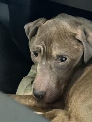 Found/Stray Female Dog last seen Humboldt Park area, Chicago, IL 60651
