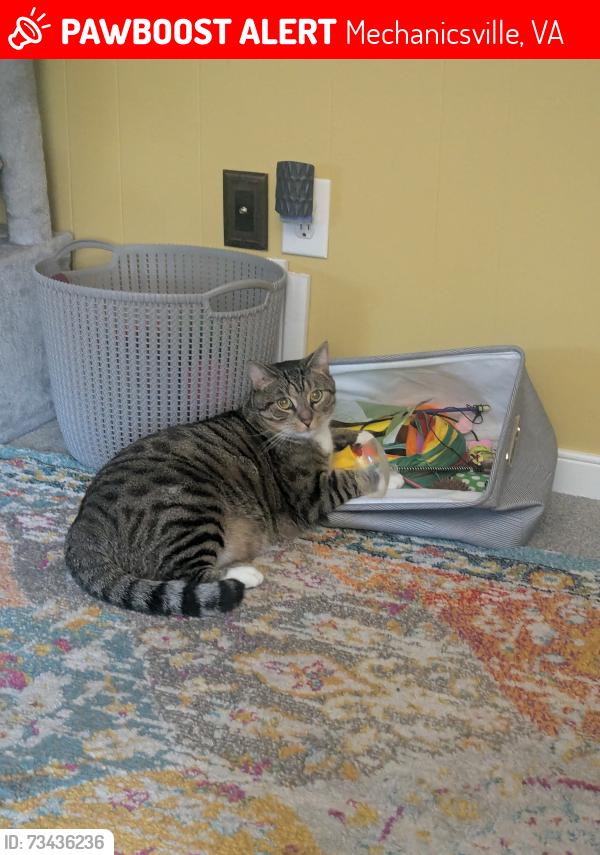 Lost Male Cat last seen Lee Davis and Cardinal Way, Mechanicsville, VA 23111