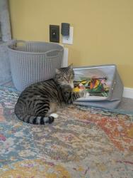 Lost Male Cat last seen Lee Davis and Cardinal Way, Mechanicsville, VA 23111
