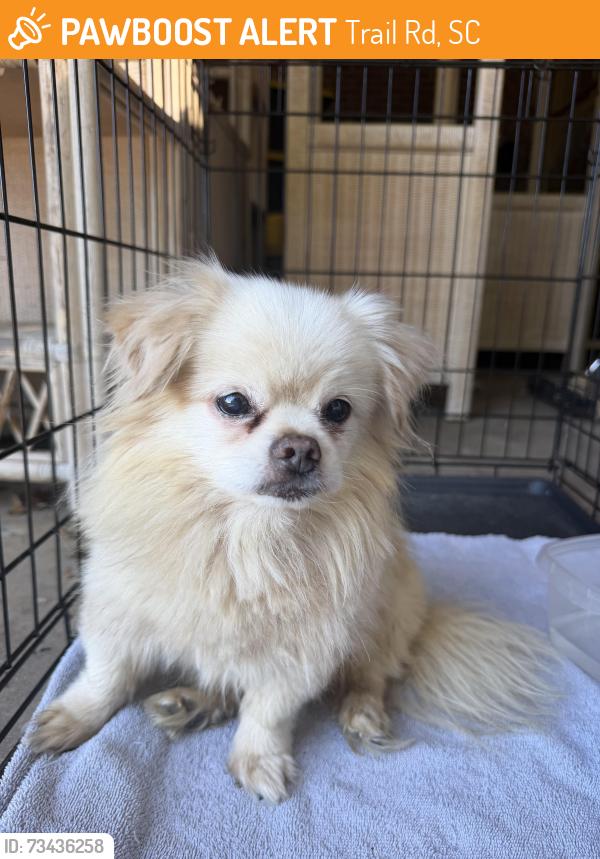 Found/Stray Male Dog last seen Tillotson Rd and Erskine Road, Trail Rd, SC 