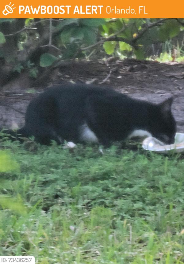 Found/Stray Unknown Cat last seen Near Cypress Villas Drive by the pool, Orlando, FL 32825
