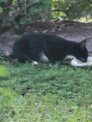 Found/Stray Unknown Cat last seen Near Cypress Villas Drive by the pool, Orlando, FL 32825