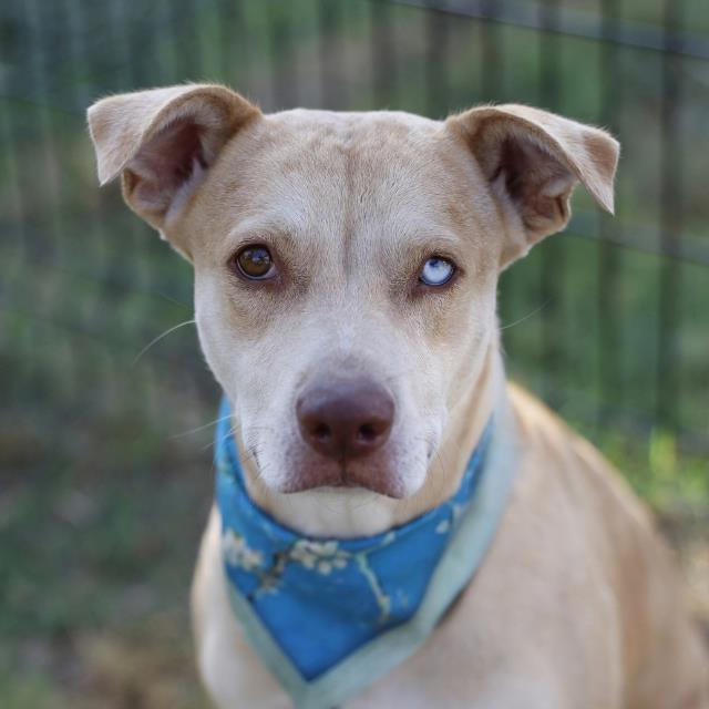 Shelter Stray Female Dog last seen Near BLOCK PERRIN CENTRAL, 4710 TX-151, San Antonio, TX 78227, USA