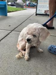 Shelter Stray Female Dog last seen Near BLOCK E PARKCREST ST, LONG BEACH, CA 90808, 7700 E Spring St, Long Beach, CA 90815, USA