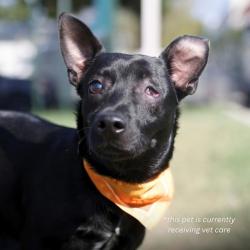 Shelter Stray Male Dog last seen CESEAR CHAVEZ, 4710 TX-151, San Antonio, TX 78227, USA