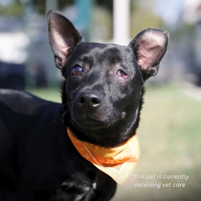 Shelter Stray Male Dog last seen CESEAR CHAVEZ, 4710 TX-151, San Antonio, TX 78227, USA